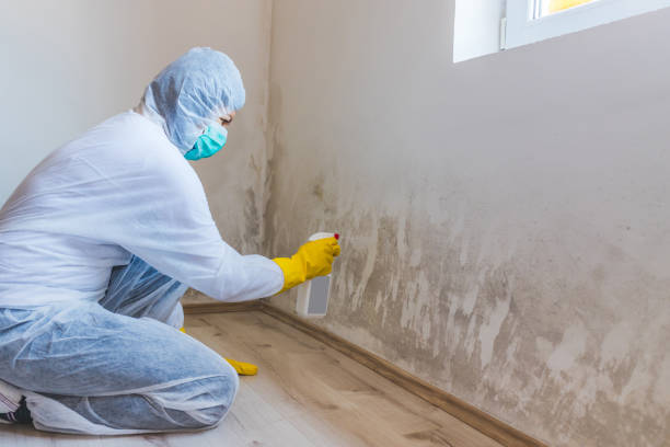 Licensed Mold Remediation service in Somerville, TN - WQB Mold Removal